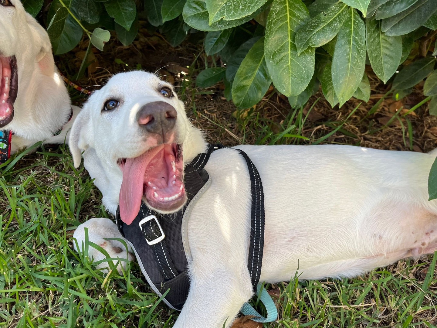 Adozione cane, maschio, Pastore maremmano Razza sconosciuta, 4 mesi, taglia media, Monza