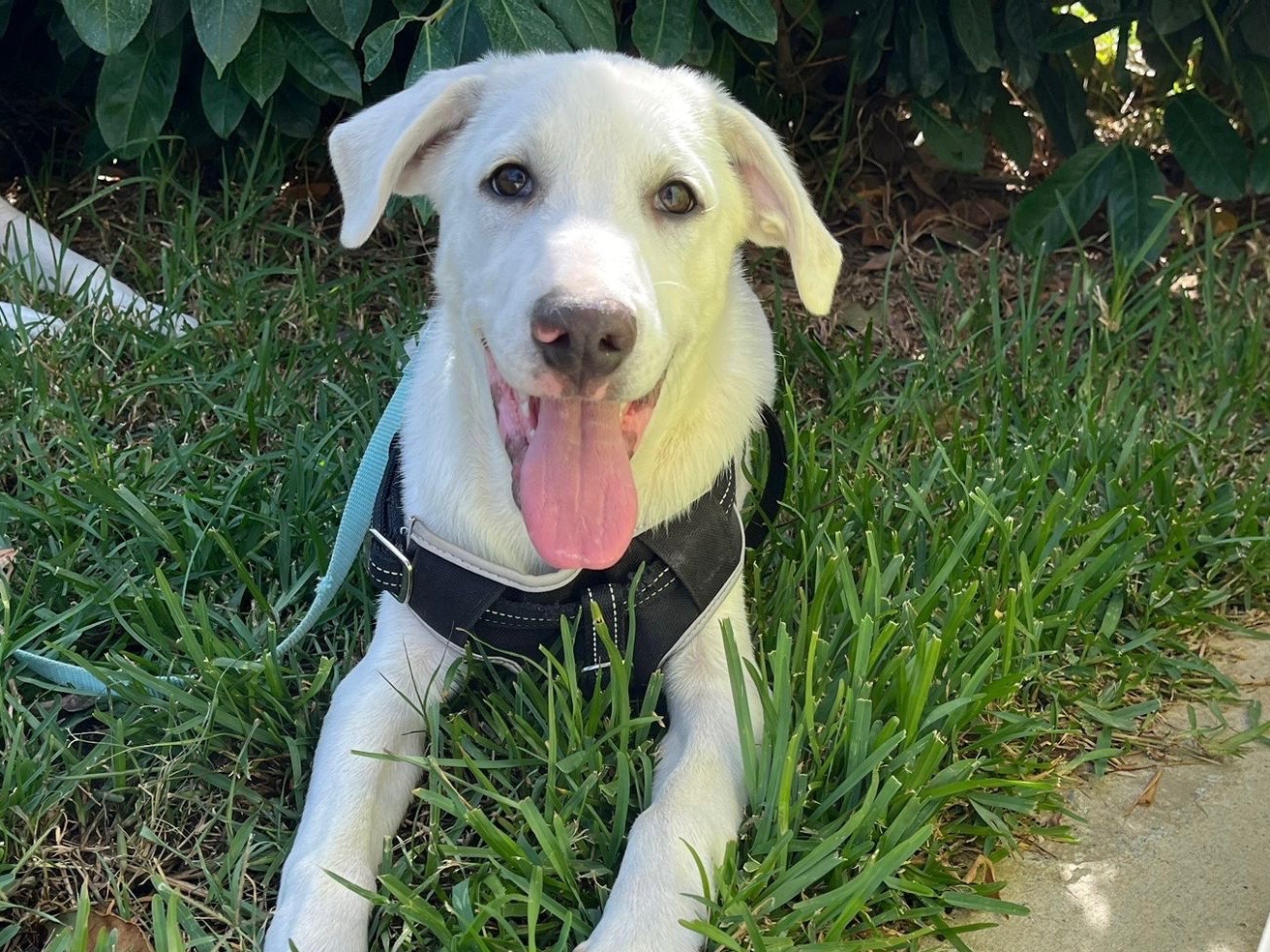 Adotta un cane, maschio, 4 mesi, Monza