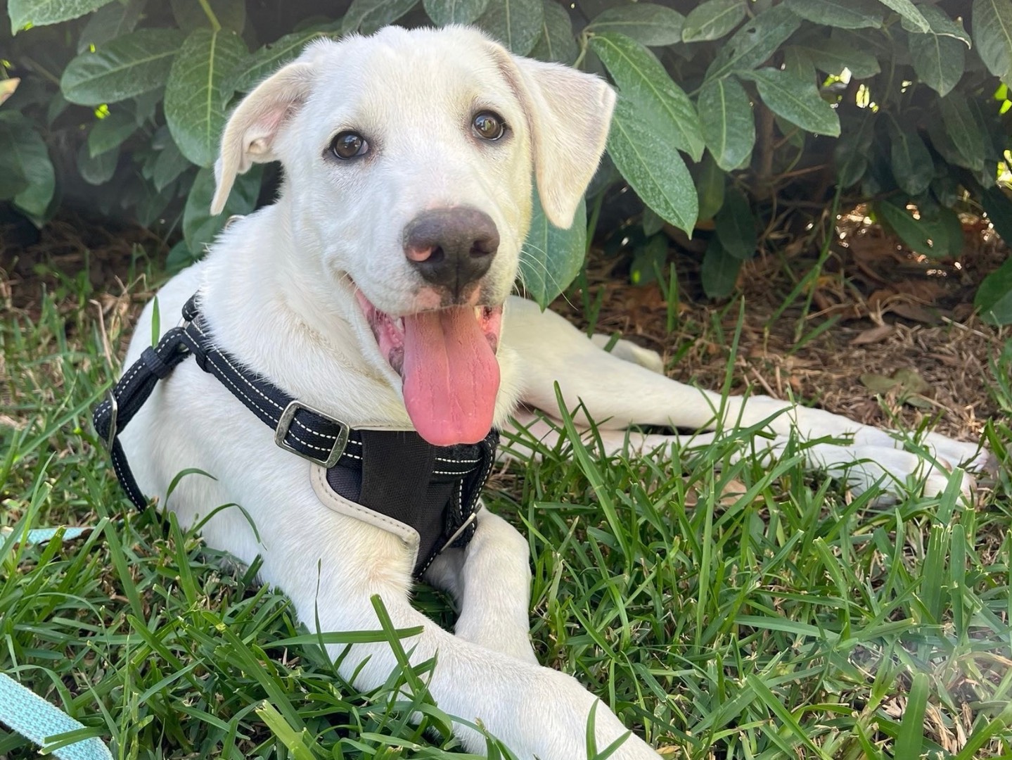 Adotta un cane, taglia media, maschio, Monza
