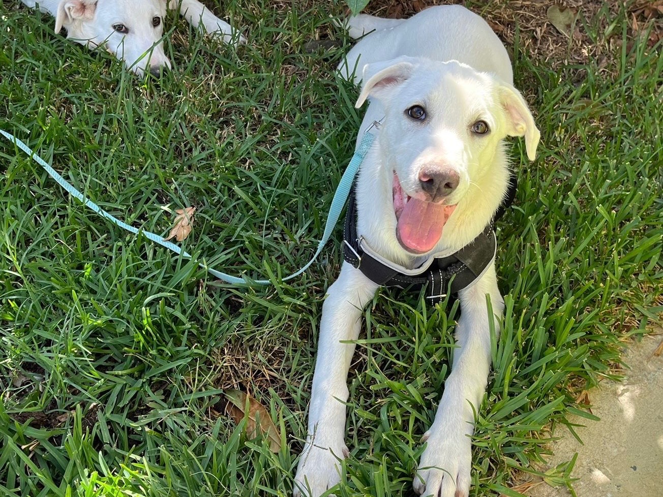 Adotta il cane Rocky a Monza