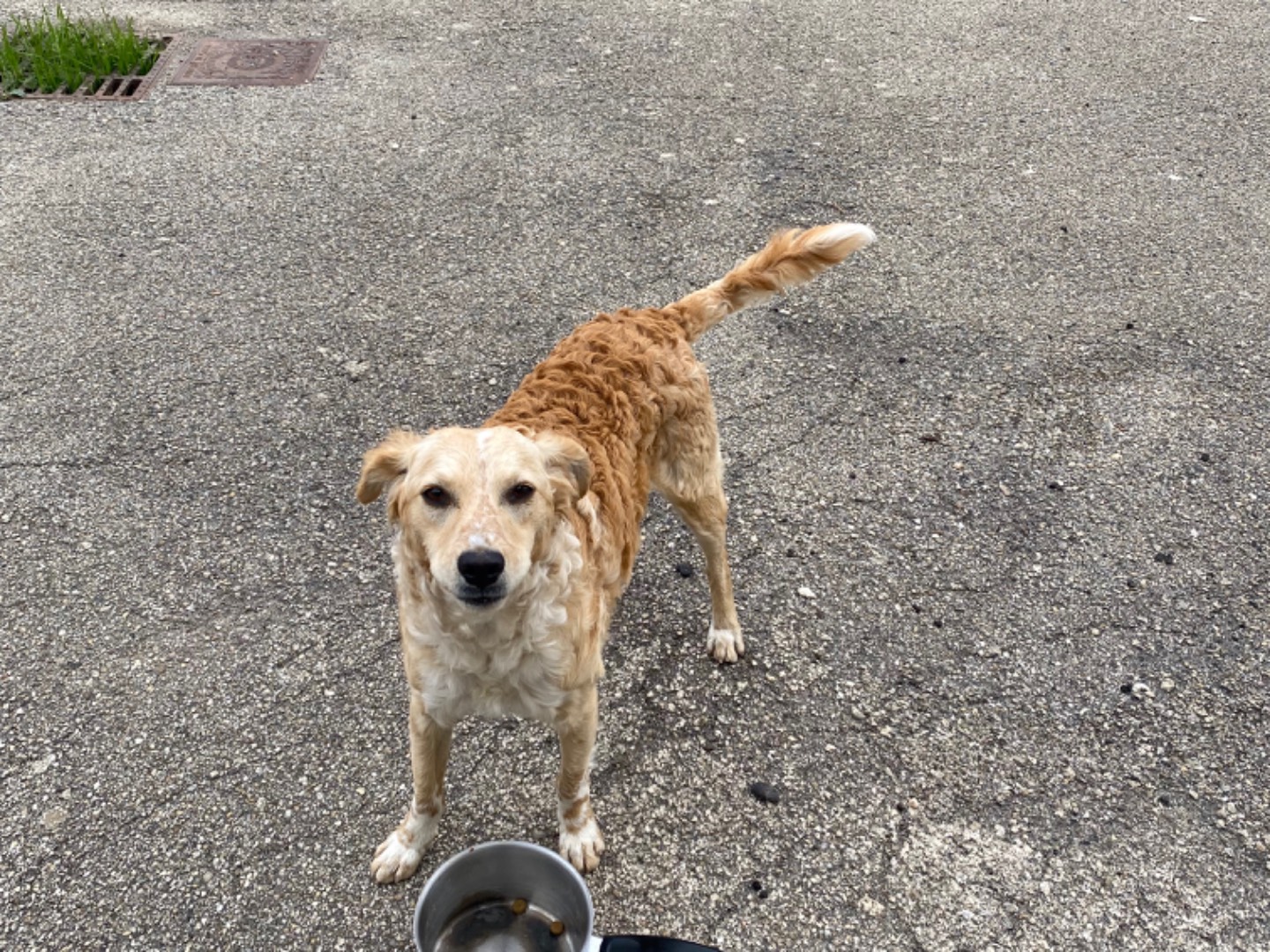 Vuoi adottare un cane a Potenza?