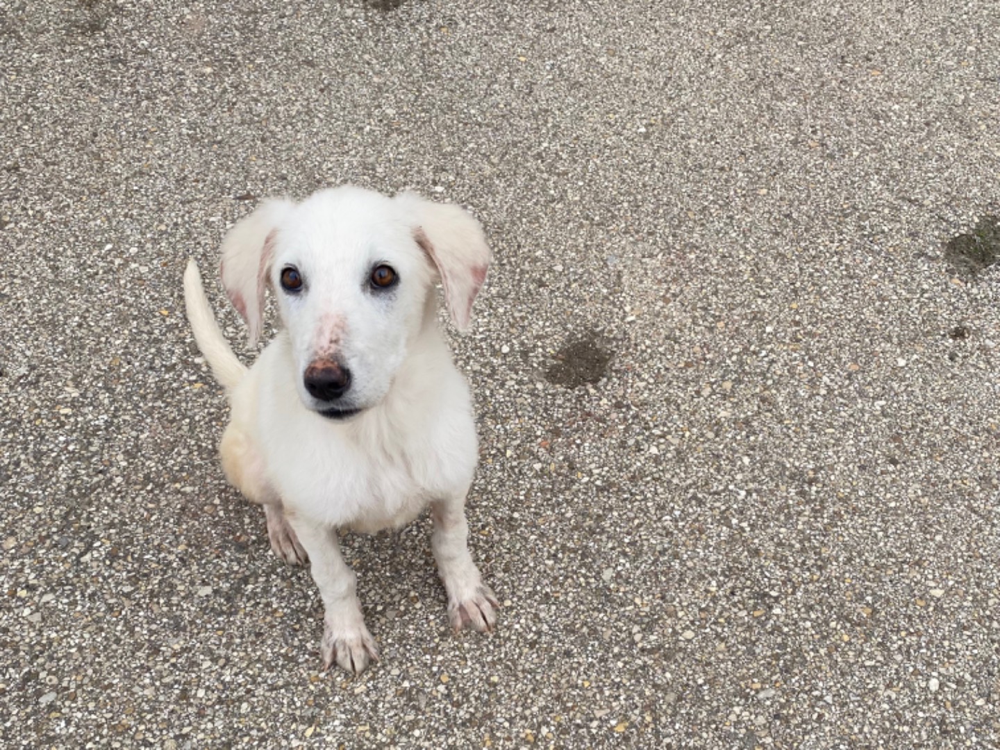 Adozione cane, femmina, Razza sconosciuta Razza sconosciuta, 5 mesi, taglia piccola, Potenza