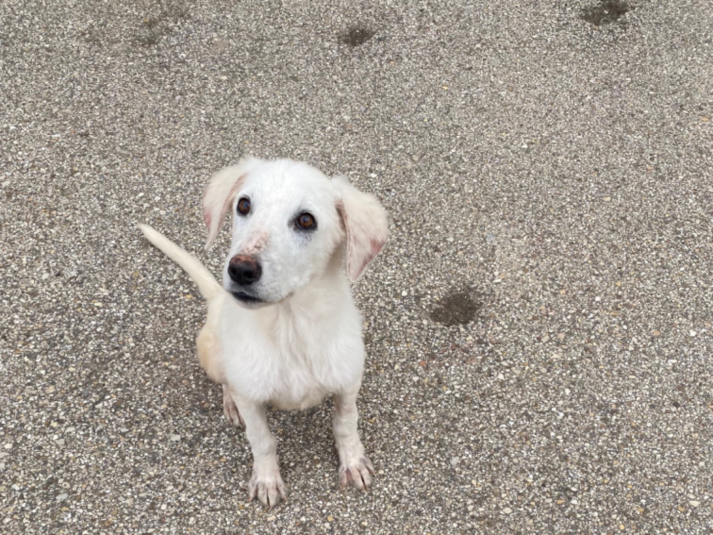 Adotta un cane, femmina, 5 mesi, Potenza