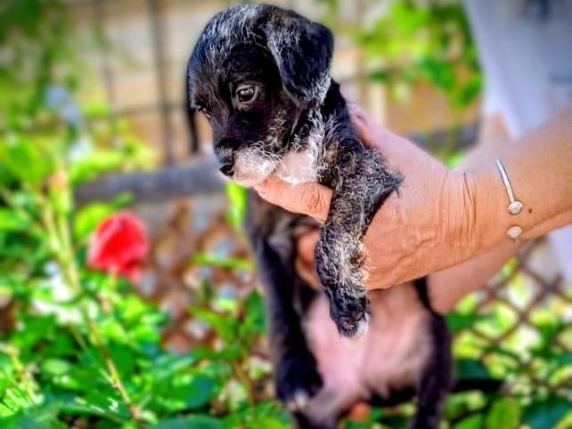 Adozione cane, maschio, Barbone Razza sconosciuta, 1 mesi, taglia piccola, Roma