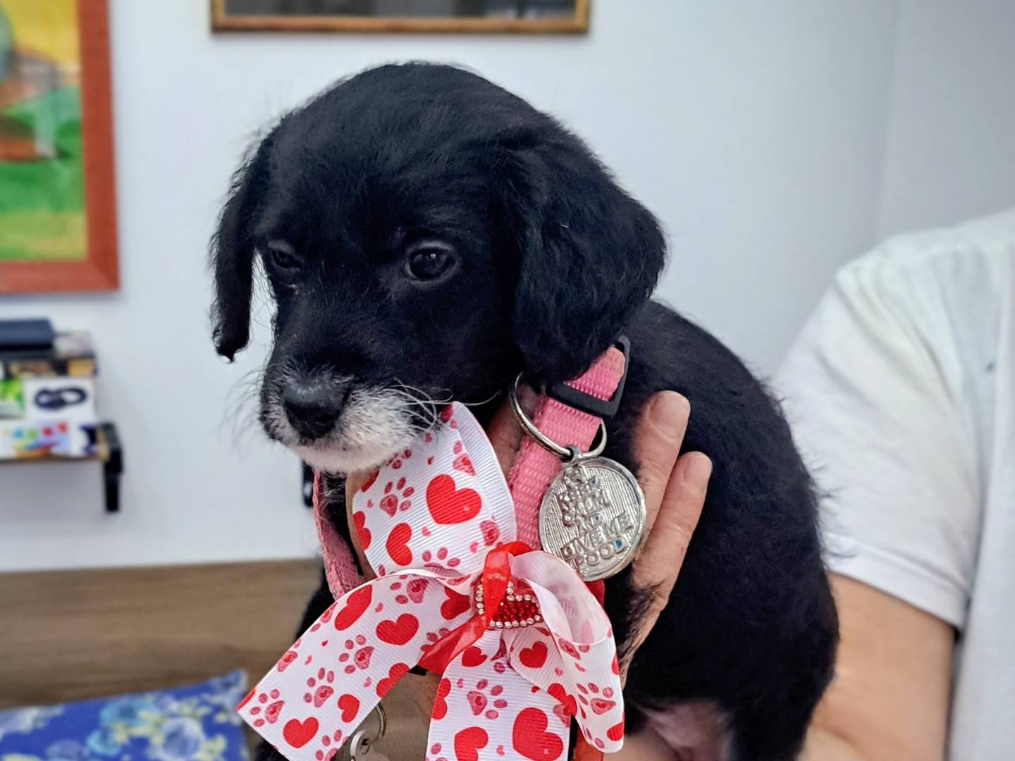 Adotta un cane, maschio, 1 mesi, Roma