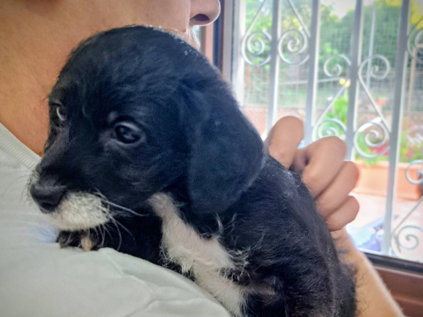 Adotta un cane, taglia piccola, maschio, Roma