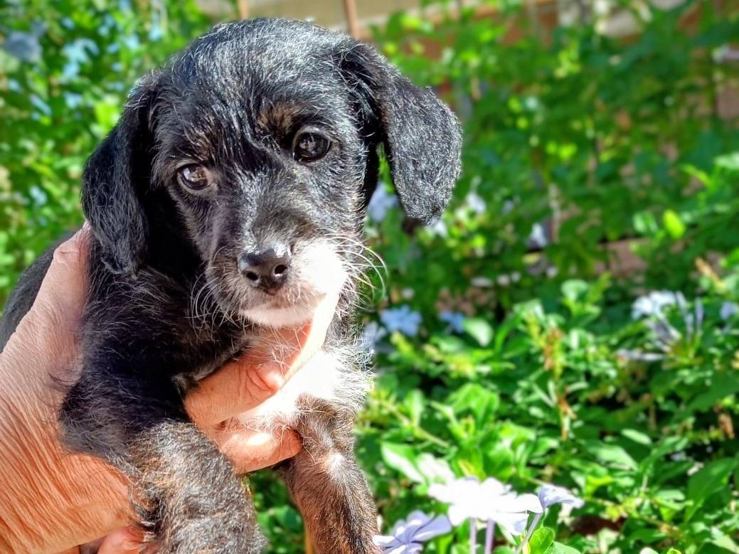 Vuoi adottare un cane a Roma?