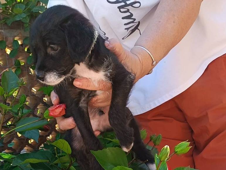 Adotta il cane Oreo a Roma