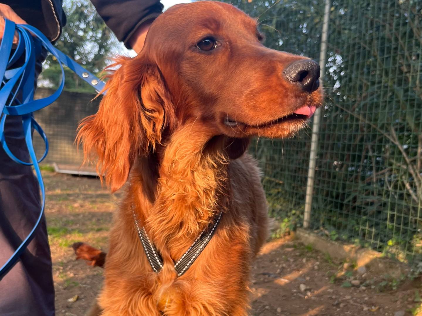 Adozione cane, maschio, Setter Inglese Razza sconosciuta, 7 mesi, taglia media contenuta, Milano