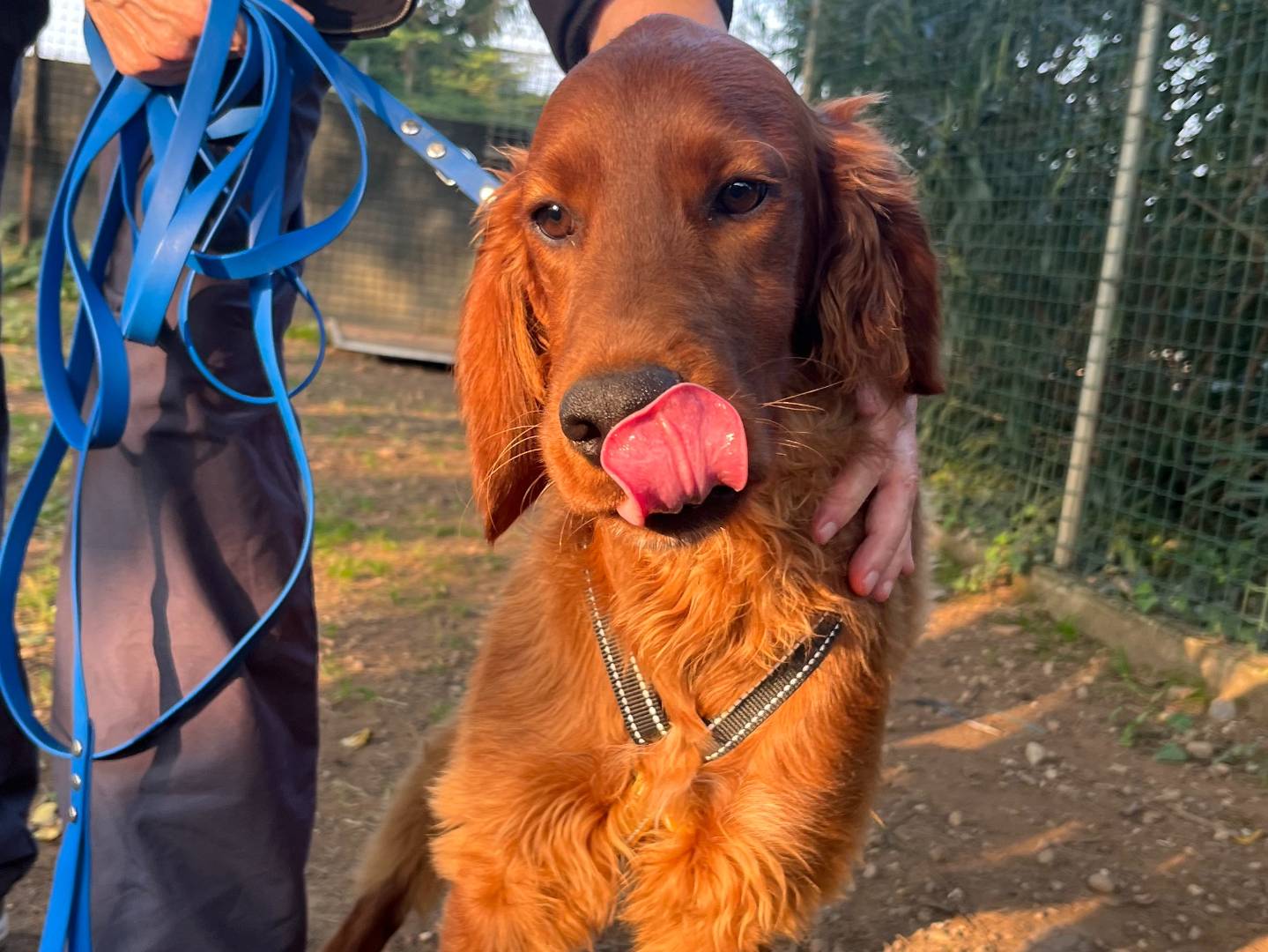 Adotta un cane, maschio, 7 mesi, Milano