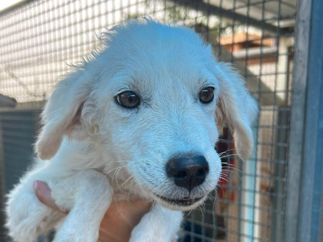 Adozione cane, femmina, Razza sconosciuta Razza sconosciuta, 5 mesi, taglia media contenuta, Pavia