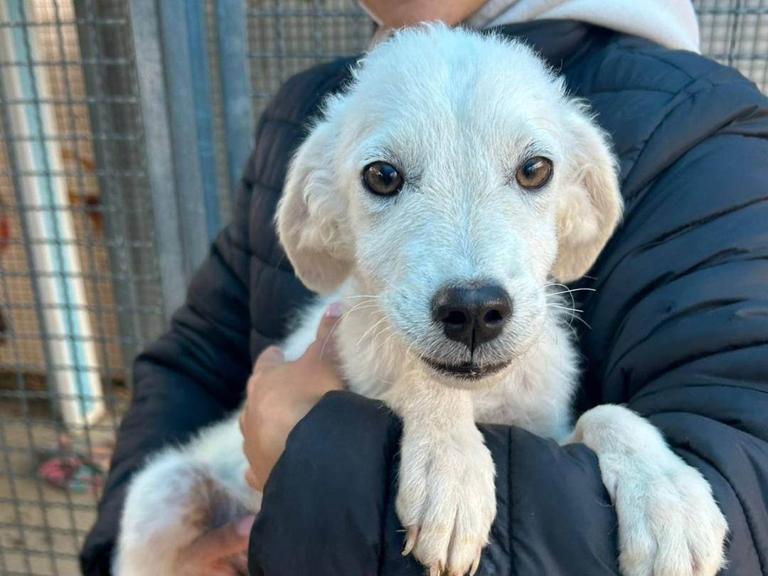 Adotta un cane, femmina, 5 mesi, Pavia