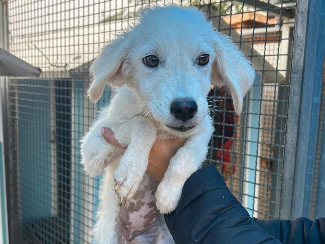 Adotta un cane, taglia media contenuta, femmina, Pavia