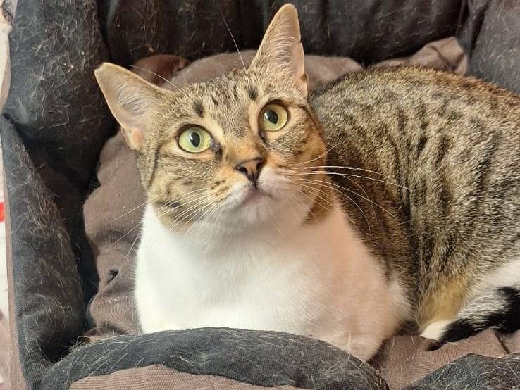 Adozione gatto, femmina, Razza sconosciuta Razza sconosciuta, 4 anni e 10 mesi, taglia non valida, Milano