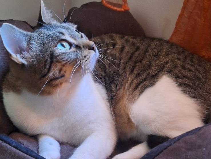 Adotta un gatto, femmina, 4 anni e 10 mesi, Milano