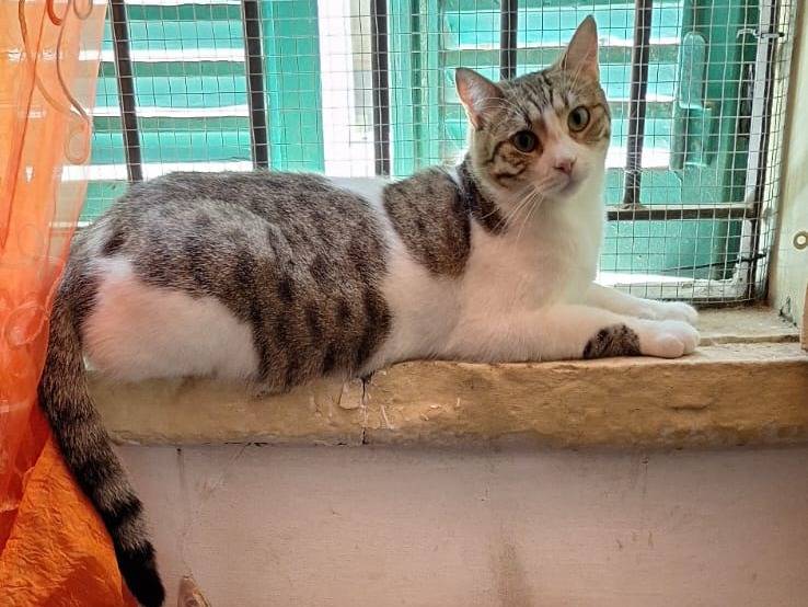 Adotta un gatto, taglia non valida, femmina, Milano