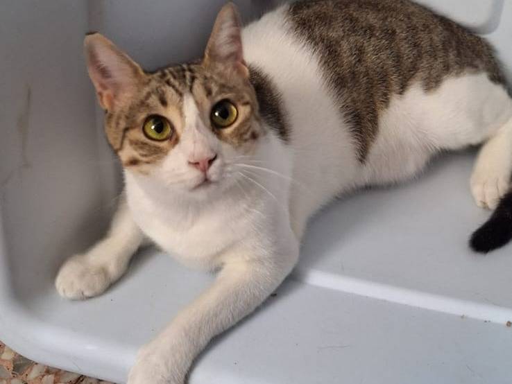 Vuoi adottare un gatto a Milano?