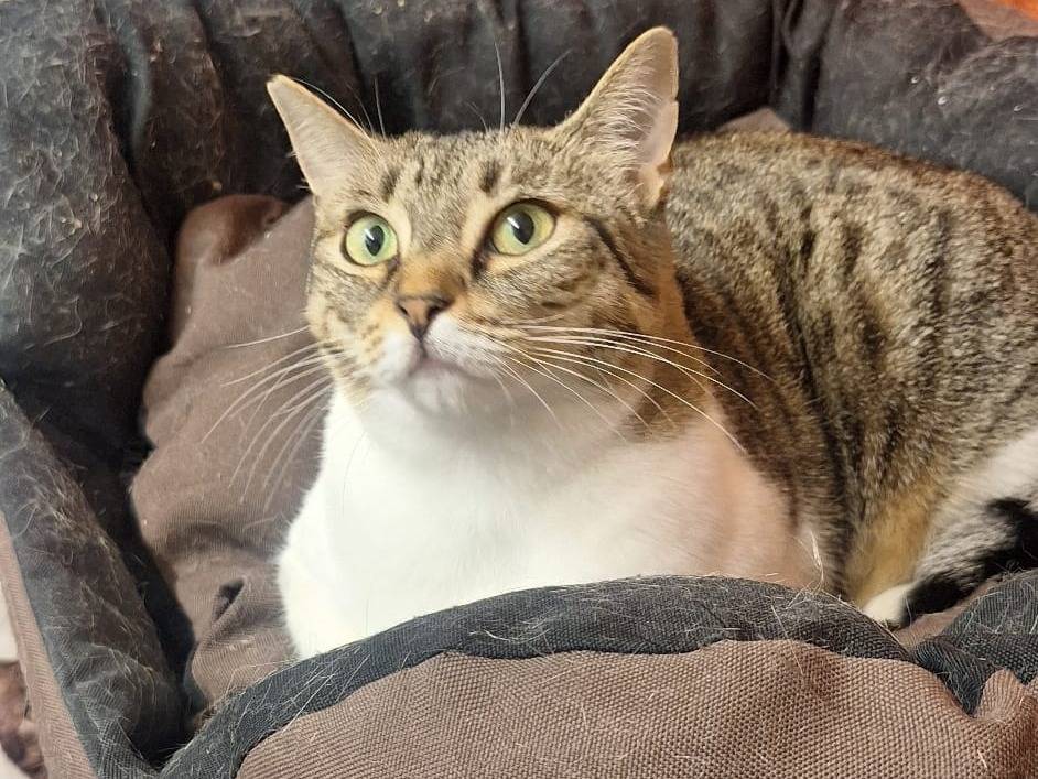 Adotta il gatto Luz e Blanca  a Milano