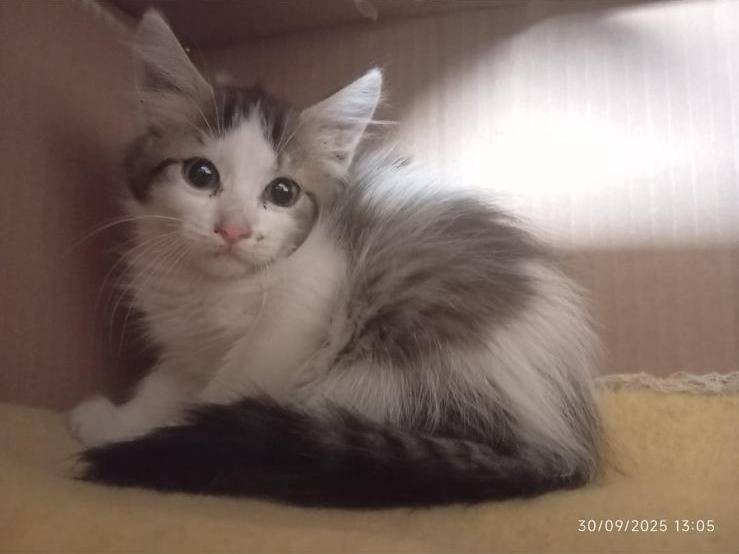 Adozione gatto, femmina, Razza sconosciuta Razza sconosciuta, 3 mesi, taglia non valida, Latina