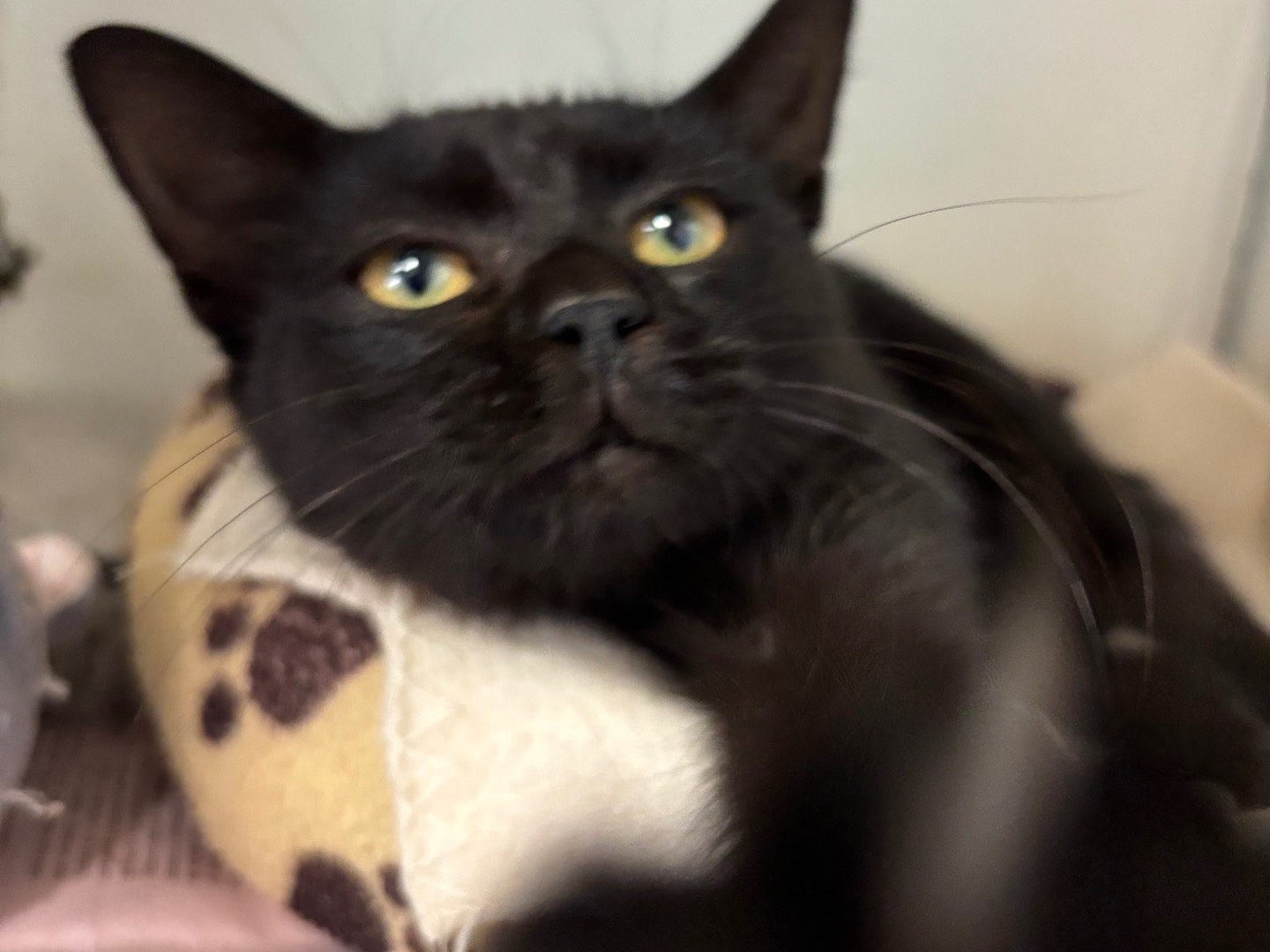 Adozione gatto, maschio, Razza sconosciuta Razza sconosciuta, 4 mesi, taglia non valida, Brescia