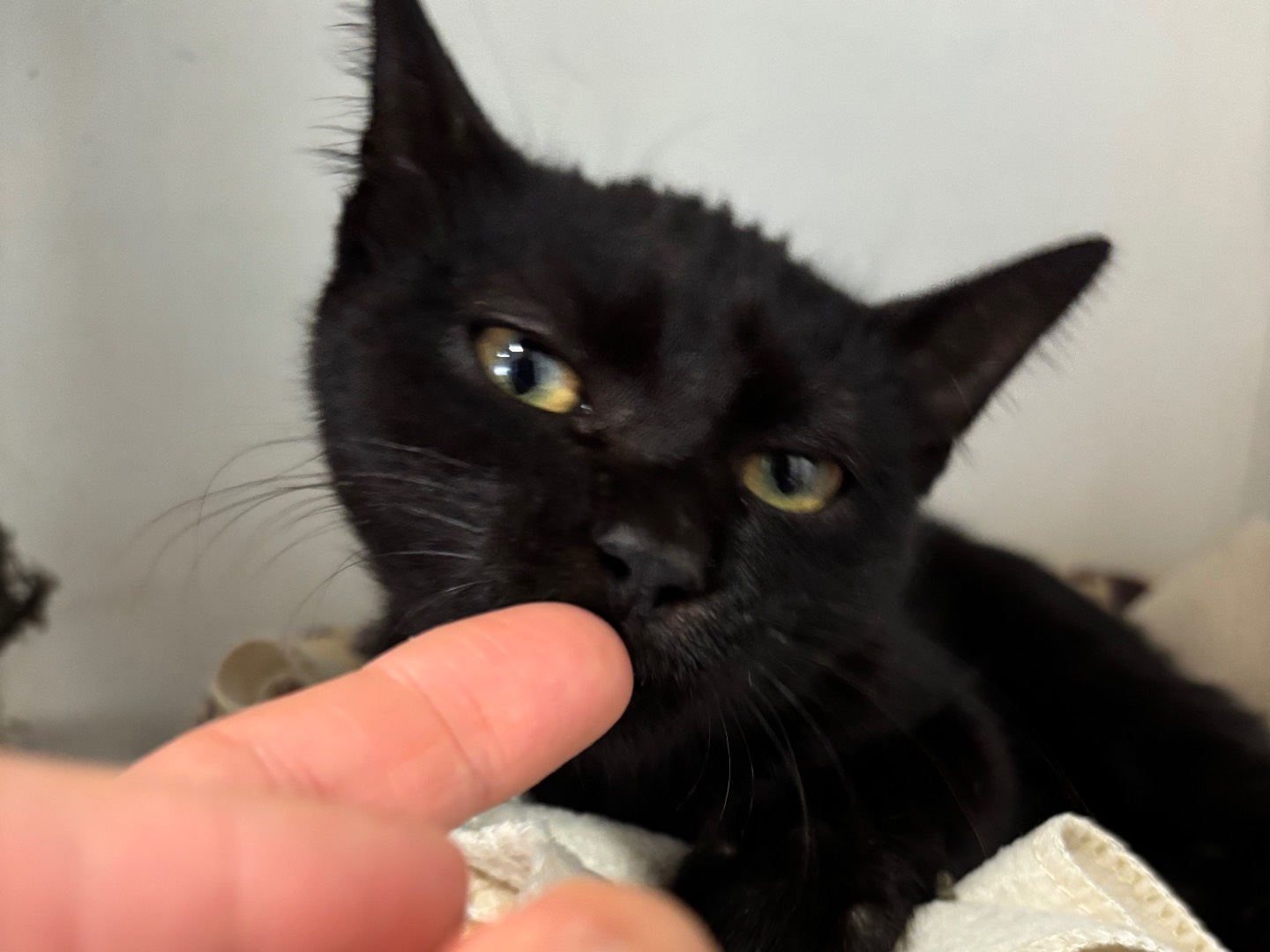 Adotta un gatto, maschio, 4 mesi, Brescia