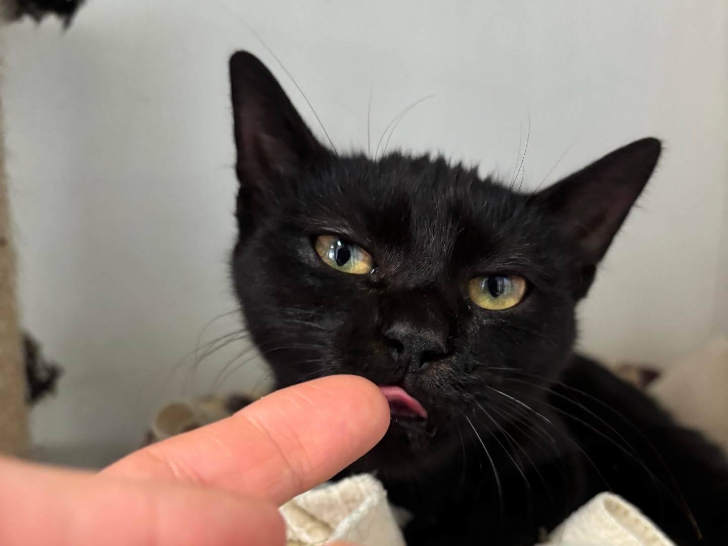 Adotta un gatto, taglia non valida, maschio, Brescia