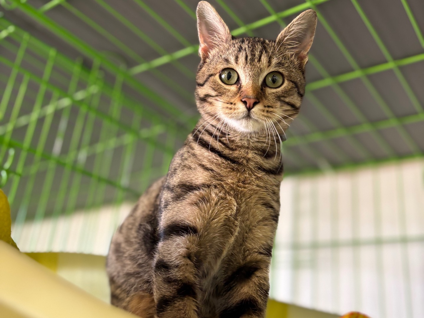 Adozione gatto, maschio, Razza sconosciuta Razza sconosciuta, 5 mesi, taglia non valida, Brescia