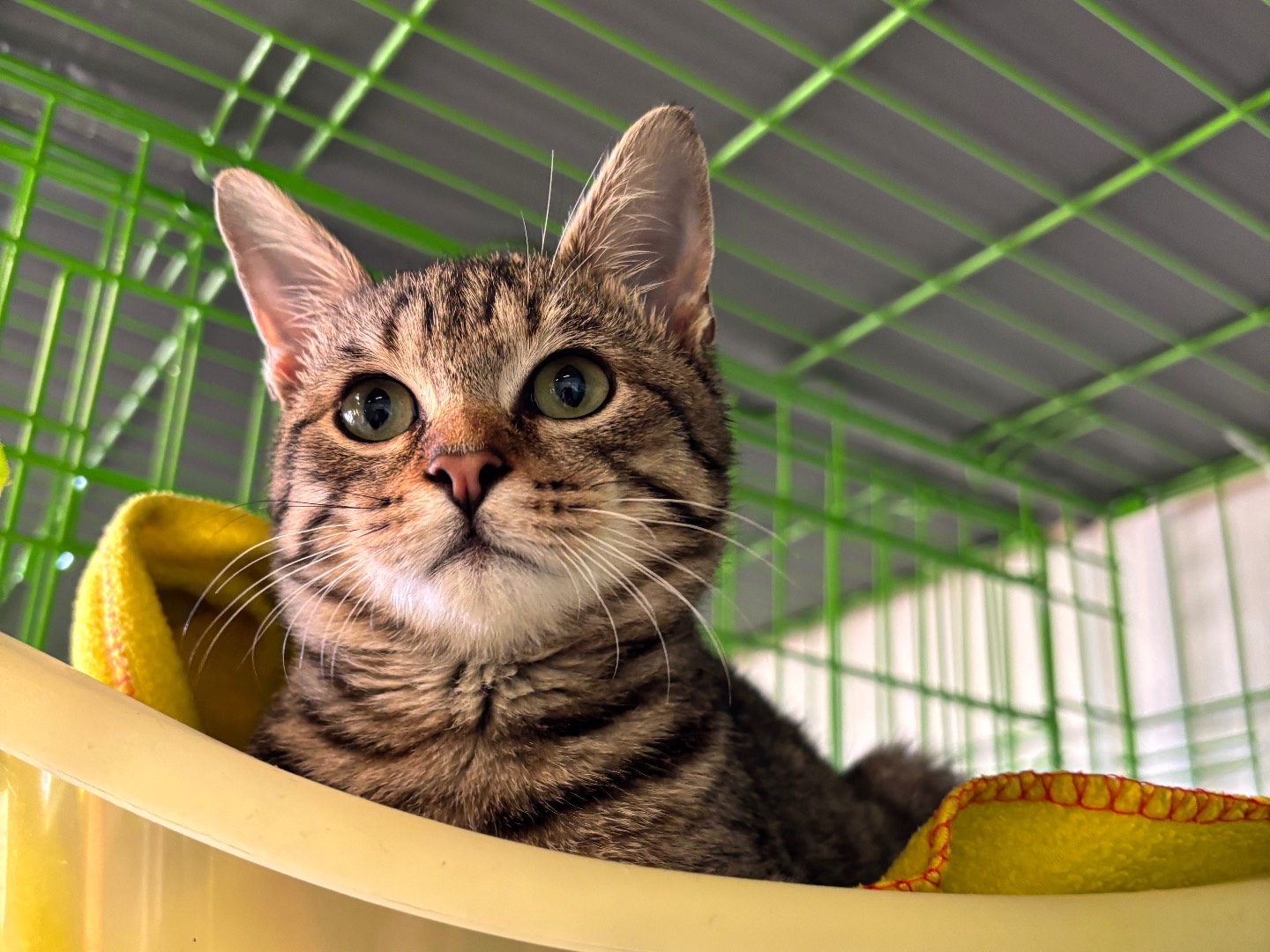 Adotta un gatto, maschio, 5 mesi, Brescia