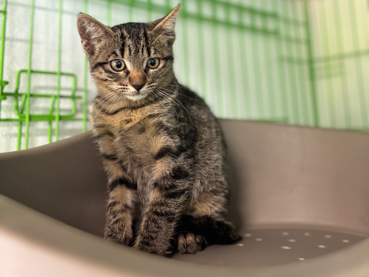 Adozione gatto, femmina, Razza sconosciuta Razza sconosciuta, 1 mesi, taglia non valida, Brescia