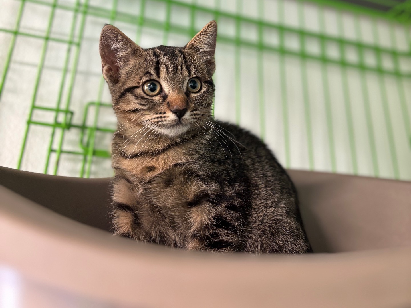 Adotta un gatto, femmina, 1 mesi, Brescia