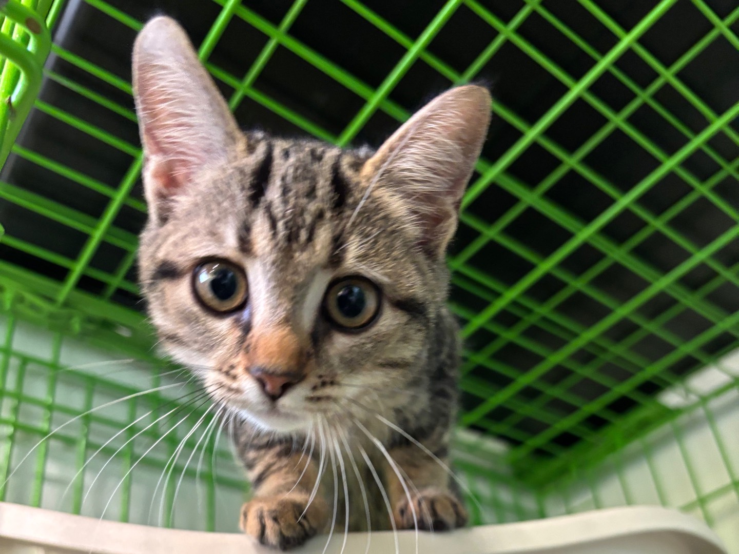 Adozione gatto, femmina, Razza sconosciuta Razza sconosciuta, 3 mesi, taglia non valida, Brescia