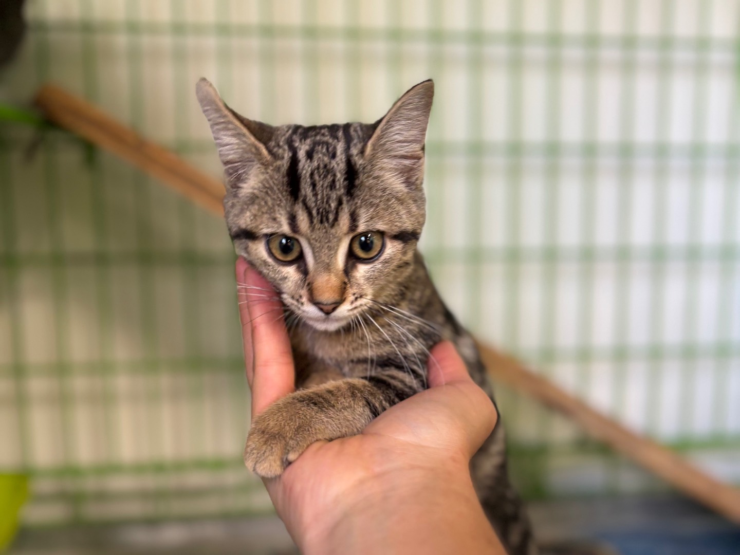 Adotta un gatto, femmina, 3 mesi, Brescia