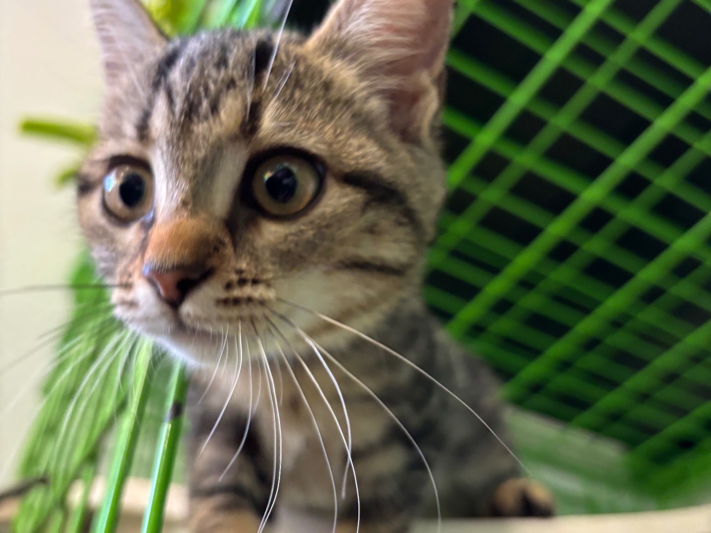 Adotta un gatto, taglia non valida, femmina, Brescia