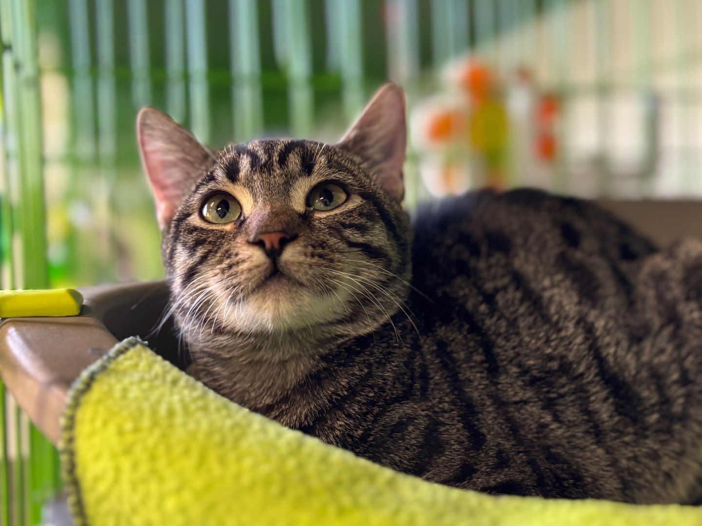 Adozione gatto, femmina, Razza sconosciuta Razza sconosciuta, 5 mesi, taglia non valida, Brescia