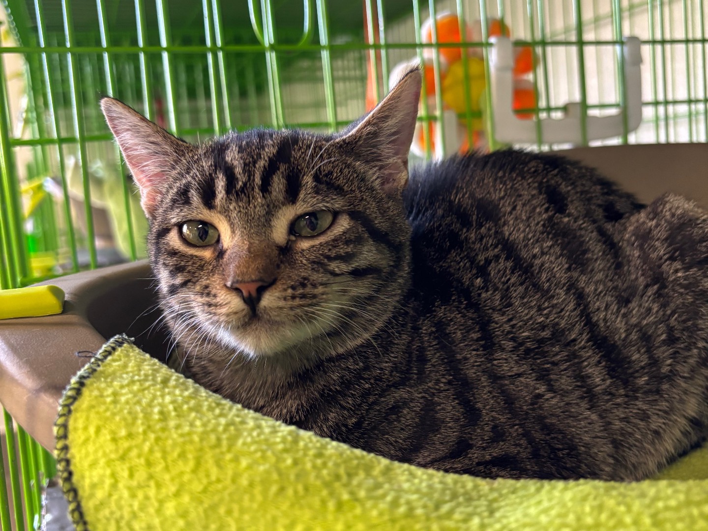 Adotta un gatto, femmina, 5 mesi, Brescia