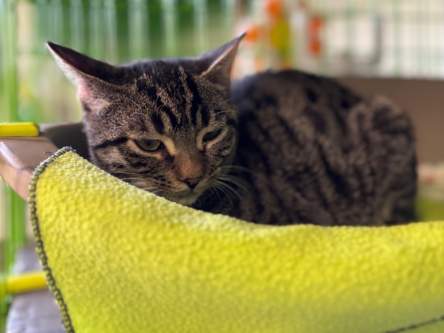 Adotta un gatto, taglia non valida, femmina, Brescia