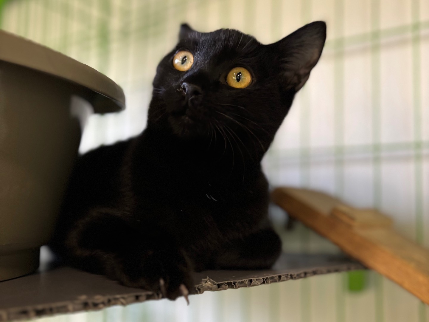 Adozione gatto, femmina, Razza sconosciuta Razza sconosciuta, 5 mesi, taglia non valida, Brescia
