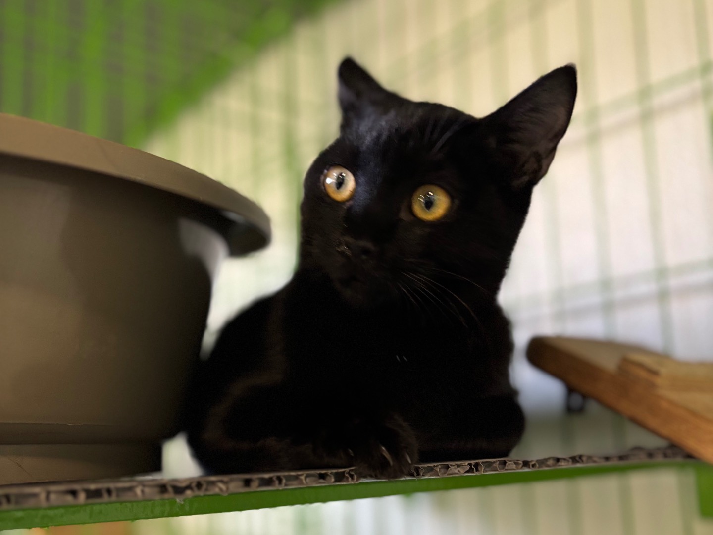 Adotta un gatto, femmina, 5 mesi, Brescia