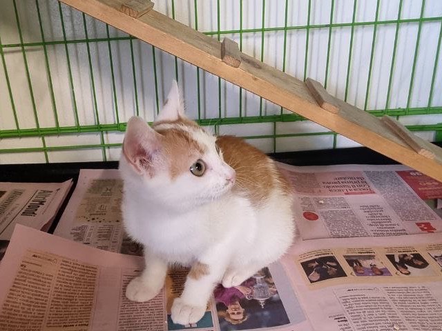 Adozione gatto, maschio, Razza sconosciuta Razza sconosciuta, 3 mesi, taglia non valida, Brescia