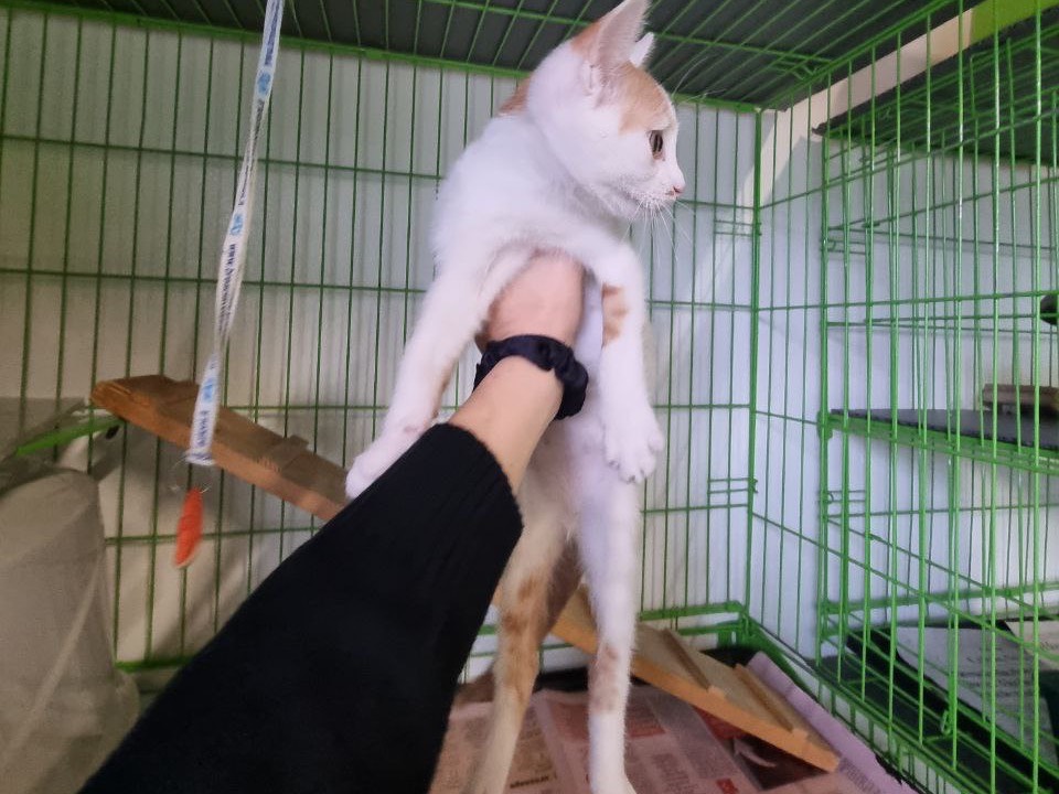Adotta un gatto, maschio, 3 mesi, Brescia