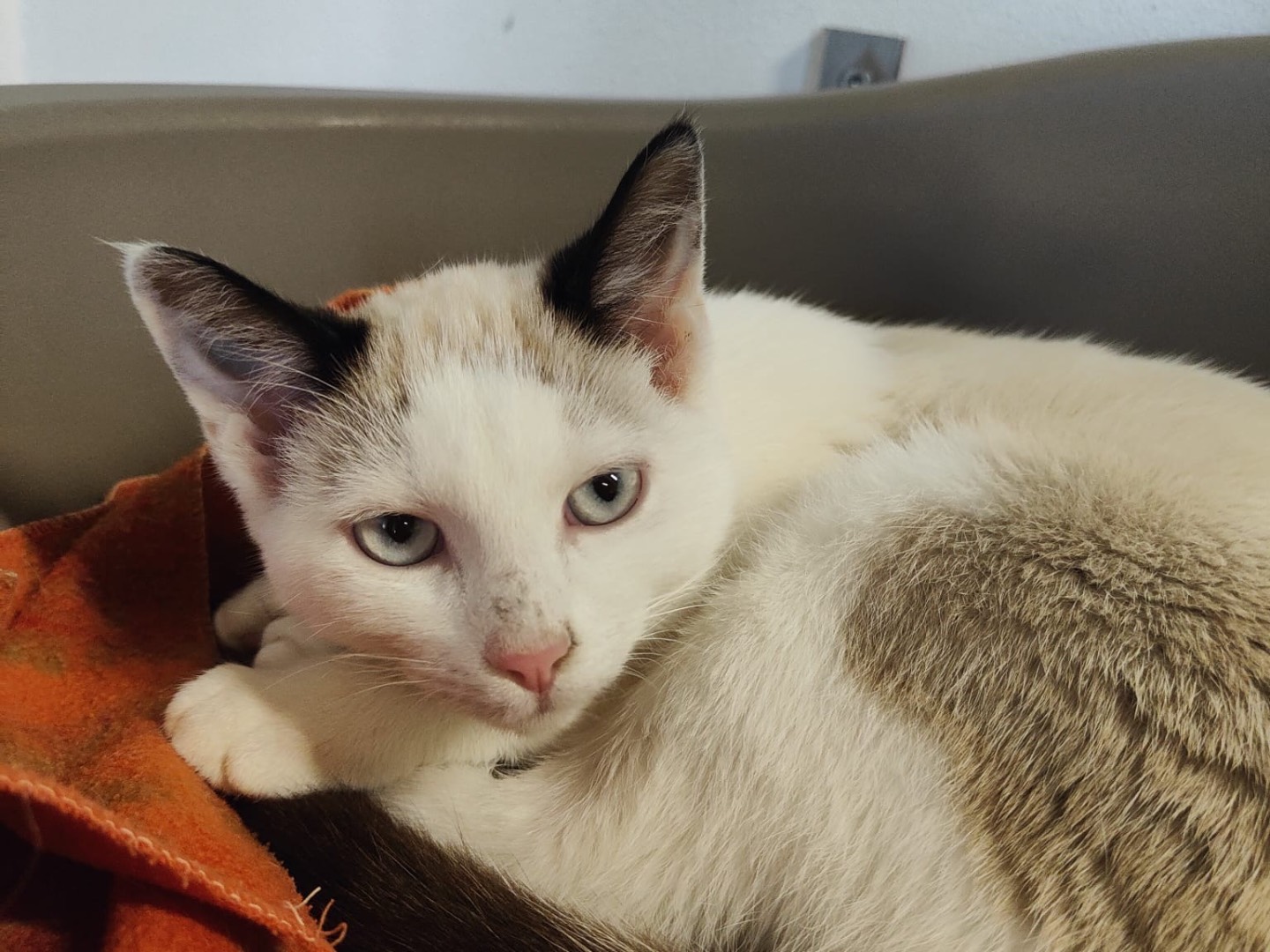 Adozione gatto, maschio, Razza sconosciuta Razza sconosciuta, 4 mesi, taglia non valida, Brescia