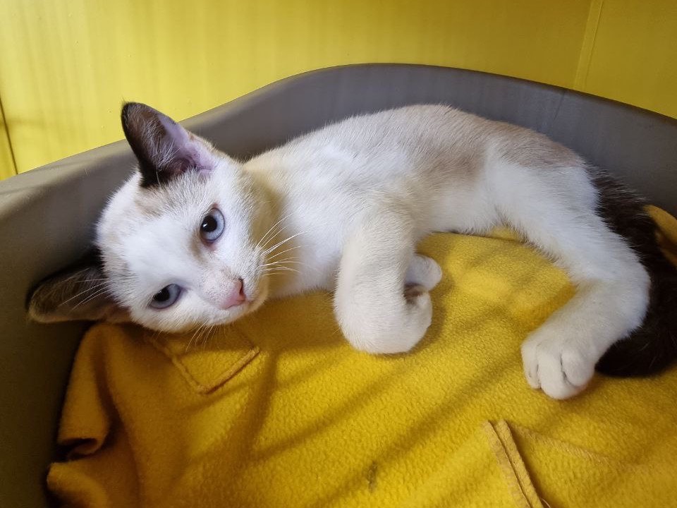 Adotta un gatto, maschio, 4 mesi, Brescia