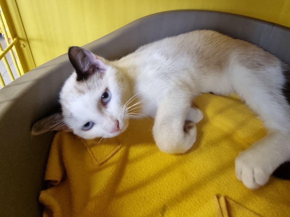 Adotta un gatto, taglia non valida, maschio, Brescia