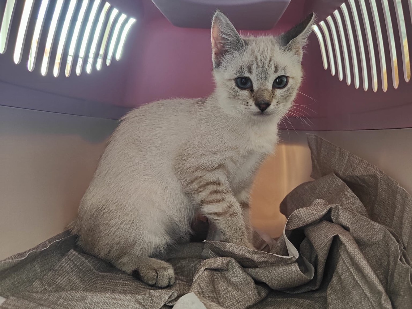 Adozione gatto, femmina, Razza sconosciuta Razza sconosciuta, 3 mesi, taglia non valida, Brescia