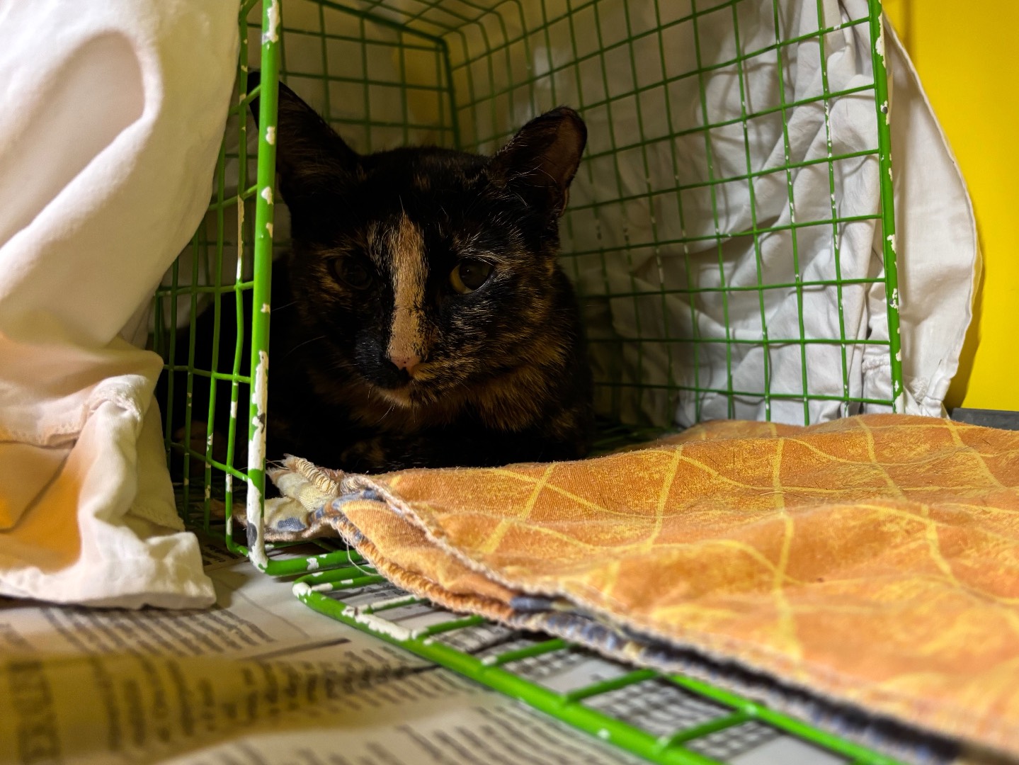 Adozione gatto, femmina, Razza sconosciuta Razza sconosciuta, 1 anno e 3 mesi, taglia non valida, Brescia