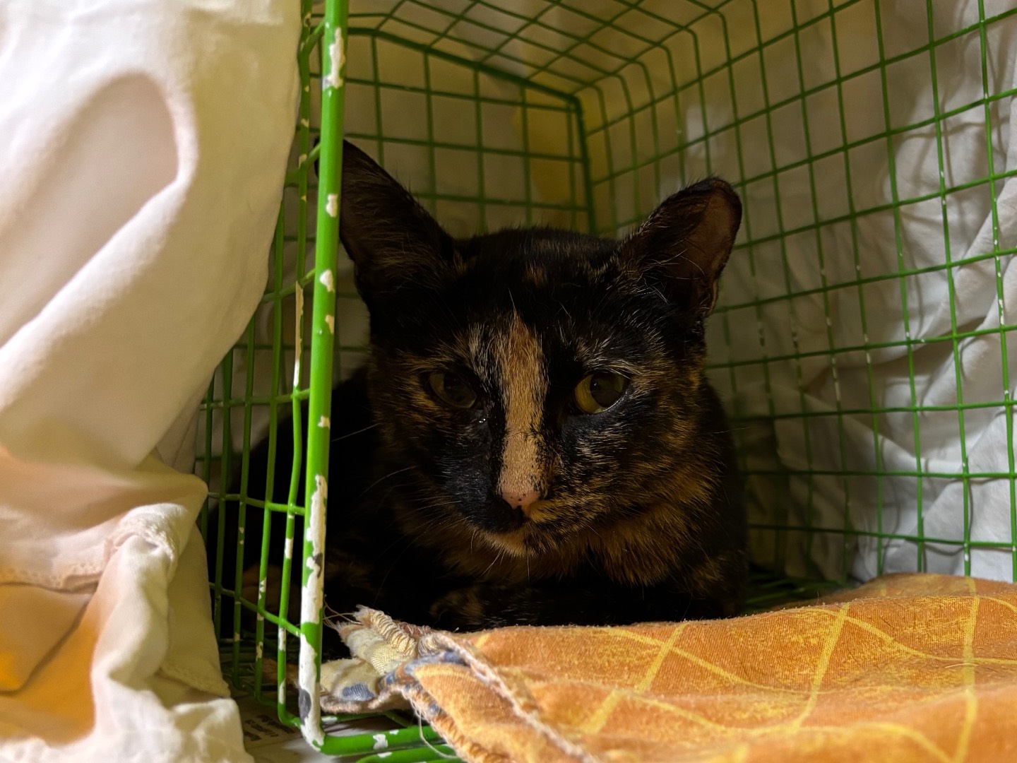 Adotta un gatto, femmina, 1 anno e 3 mesi, Brescia