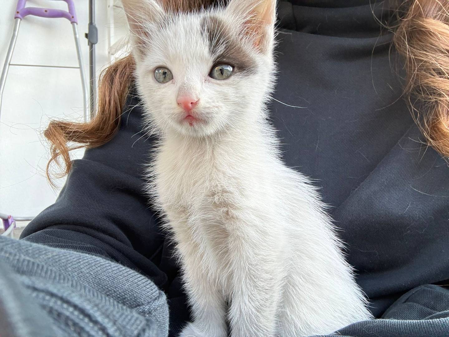 Adozione gatto, femmina, Razza sconosciuta Razza sconosciuta, 1 mesi, taglia non valida, Napoli