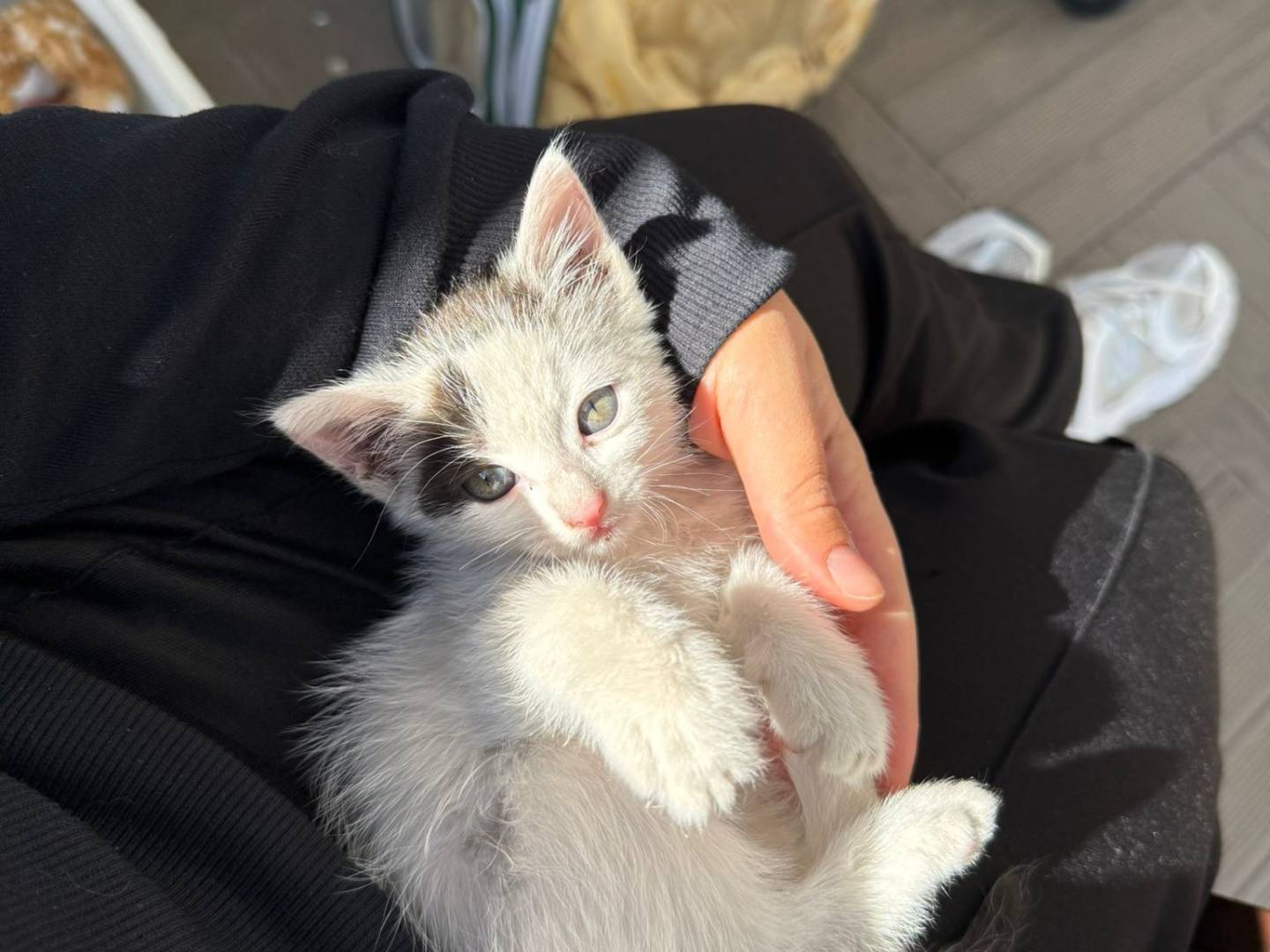 Adotta un gatto, femmina, 1 mesi, Napoli
