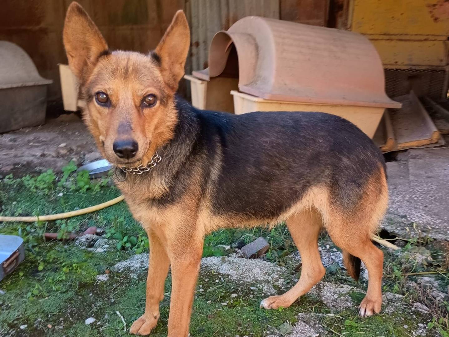 Adozione cane, femmina, Pastore tedesco Razza sconosciuta, 1 anno e 1 mese, taglia media, Caserta