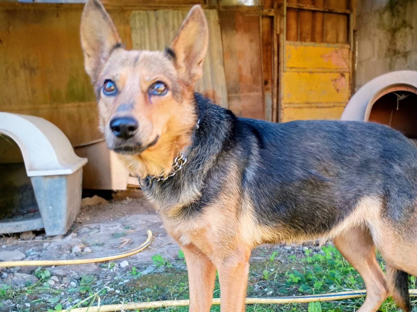 Adotta un cane, femmina, 1 anno e 1 mese, Caserta